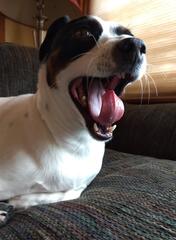 big yawn bo